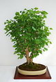 Maidenhair tree